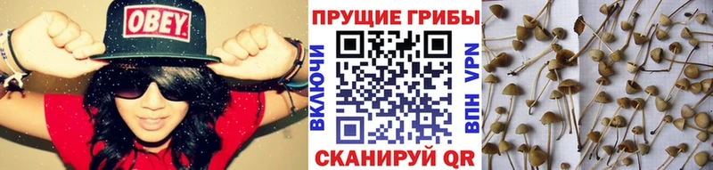 Псилоцибиновые грибы Cubensis Питкяранта